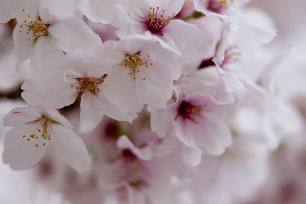 桜になにを想う